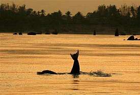Dolphins in Mekong River